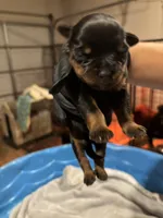 Male German Rottweiler, a male Rottweiler for sale in Hampton, GA – Photo 1 of 3