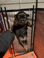 Male German Rottweiler, a male Rottweiler for sale in Hampton, GA – Photo 3 of 3