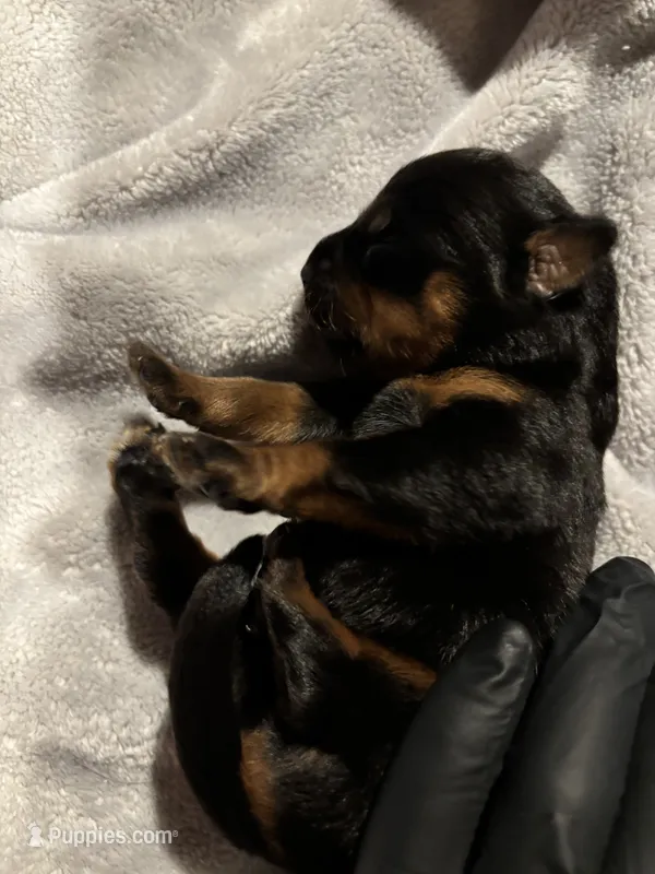 Newborn German Rottweiler