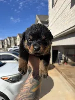 German Rottweiler Puppies , a  Rottweiler for sale in Hampton, GA – Photo 2 of 2