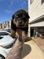 German Rottweiler Puppies , a  Rottweiler for sale in Hampton, GA – Photo 1 of 2