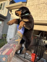 German Rottweiler , a female Rottweiler for sale in Hampton, GA – Photo 3 of 3