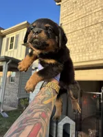 German Rottweiler , a female Rottweiler for sale in Hampton, GA – Photo 1 of 3