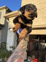 German Rottweiler , a female Rottweiler for sale in Hampton, GA – Photo 2 of 3