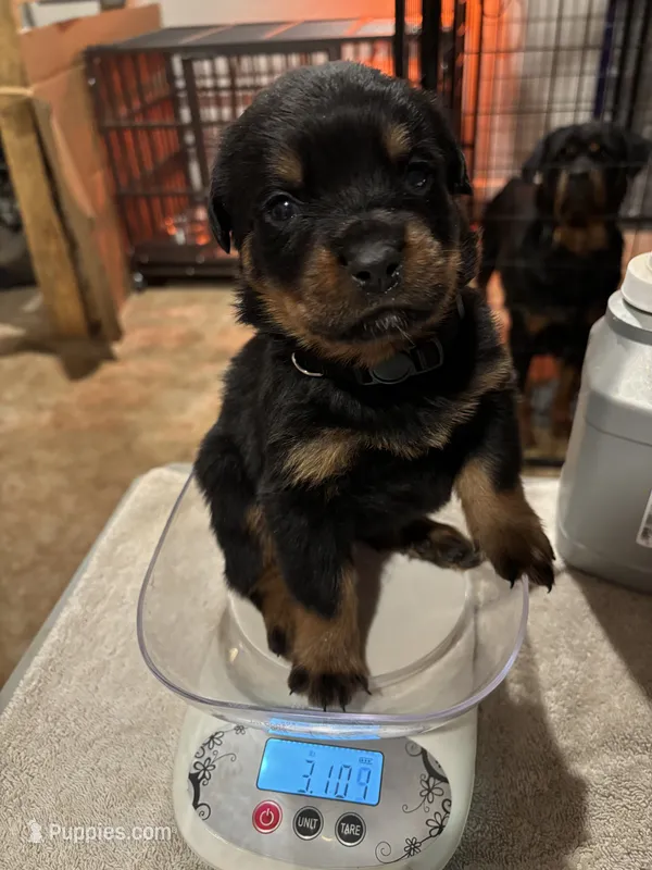 German Rottweiler