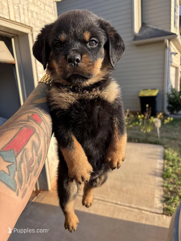 GERMAN ROTTWEILER