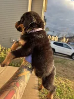 GERMAN ROTTWEILER, a female Rottweiler for sale in Hampton, GA – Photo 2 of 3