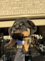 GERMAN ROTTWEILER, a female Rottweiler for sale in Hampton, GA – Photo 3 of 3