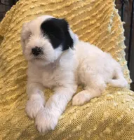 AKC Beans, a male Tibetan Terrier for sale in Chillicothe, MO – Photo 2 of 6