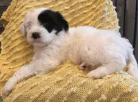 AKC Beans, a male Tibetan Terrier for sale in Chillicothe, MO – Photo 4 of 6