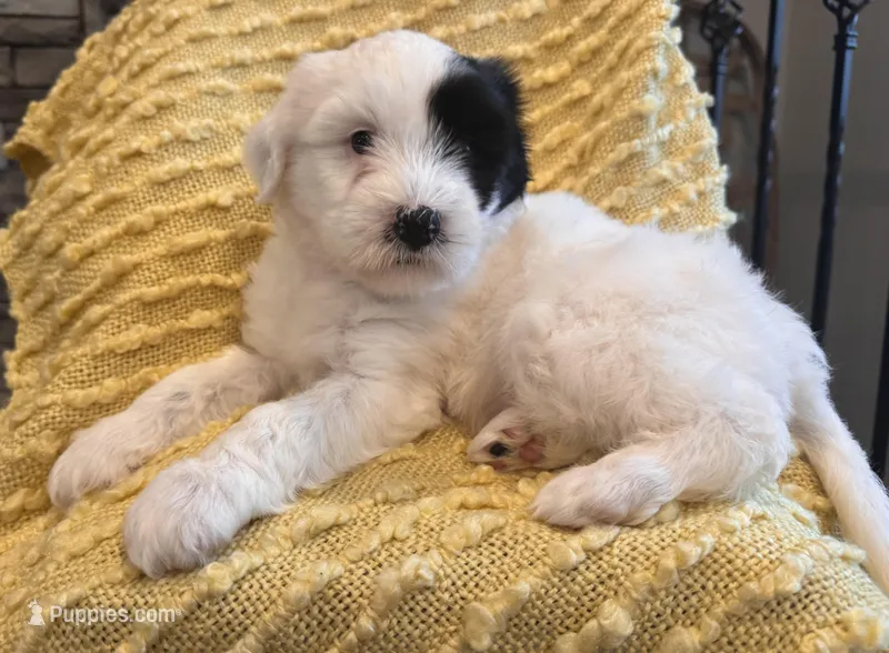 AKC Beans – Tibetan Terrier puppy for sale in Chillicothe, MO