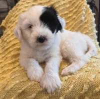 AKC Beans, a male Tibetan Terrier for sale in Chillicothe, MO – Photo 5 of 6
