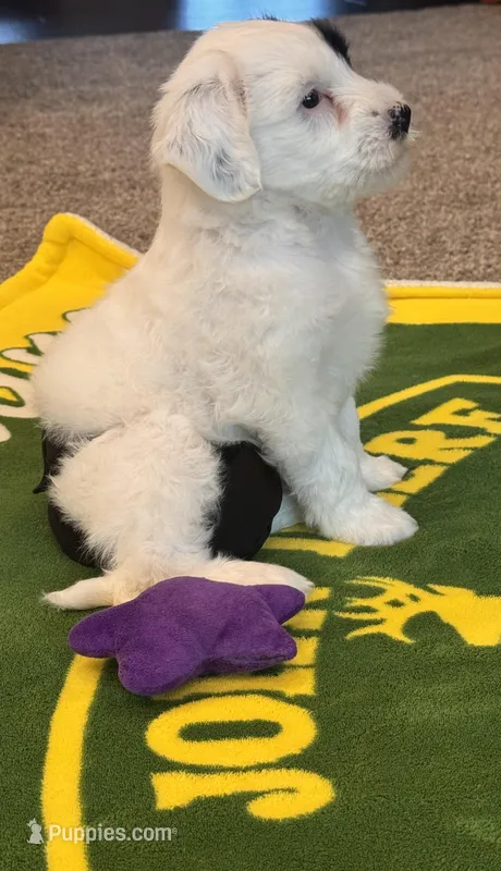 AKC Beans – Tibetan Terrier puppy for sale in Chillicothe, MO