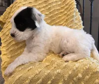 AKC Beans, a male Tibetan Terrier for sale in Chillicothe, MO – Photo 6 of 6