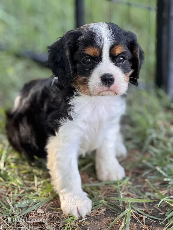 Petunia – Cavalier King Charles Spaniel puppy for sale in Chillicothe, MO