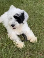 AKC Beans, a male Tibetan Terrier for sale in Chillicothe, MO – 1 of 8