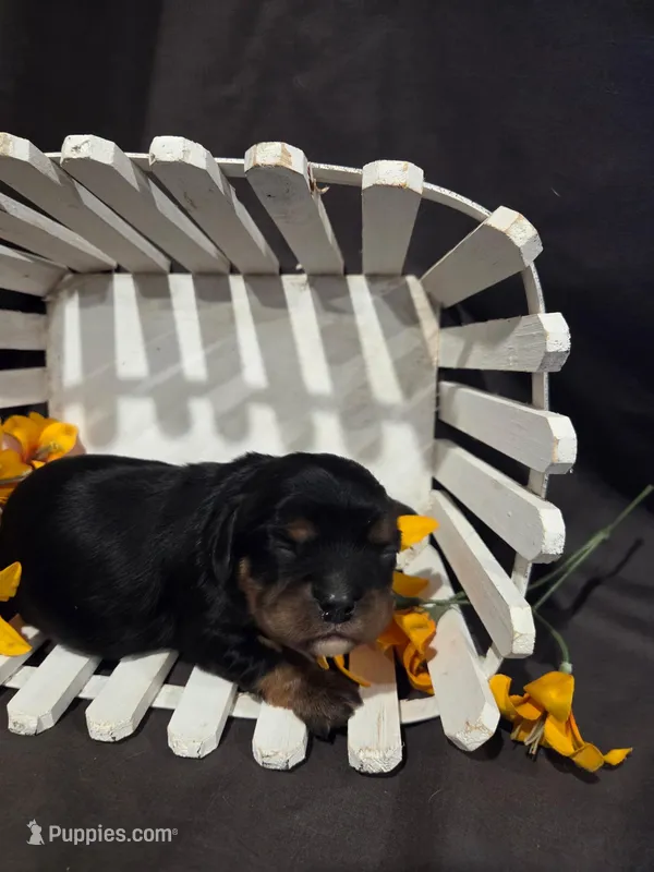 Poppy – Cavalier King Charles Spaniel puppy for sale in Chillicothe, MO
