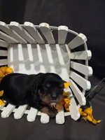 Poppy, a female Cavalier King Charles Spaniel for sale in Chillicothe, MO – Photo 1 of 2