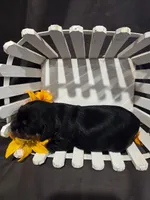 Poppy, a female Cavalier King Charles Spaniel for sale in Chillicothe, MO – Photo 2 of 2