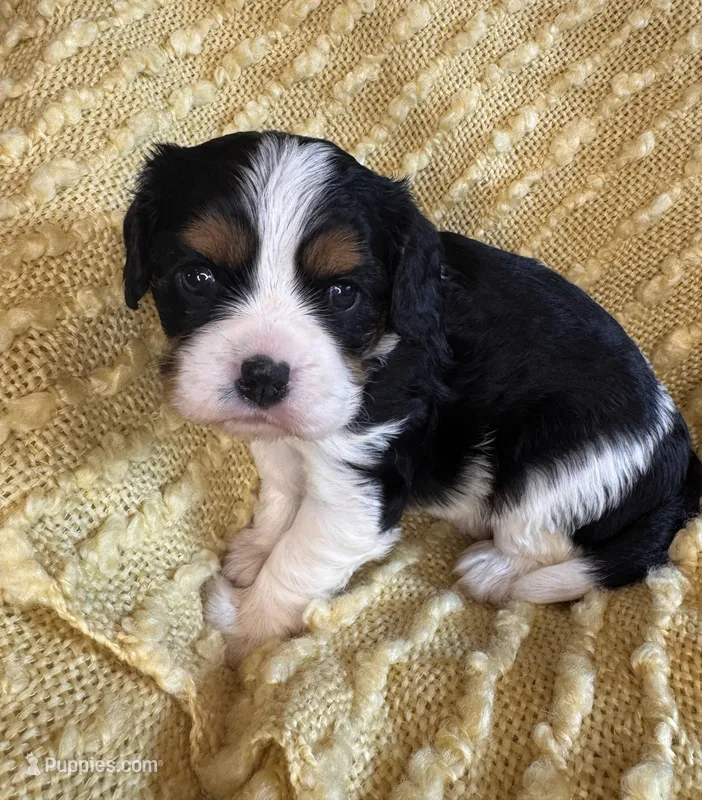 Petunia – Cavalier King Charles Spaniel puppy for sale in Chillicothe, MO