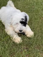 AKC Beans, a male Tibetan Terrier for sale in Chillicothe, MO – 3 of 8