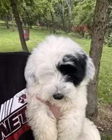 AKC Beans, a male Tibetan Terrier for sale in Chillicothe, MO – 2 of 8