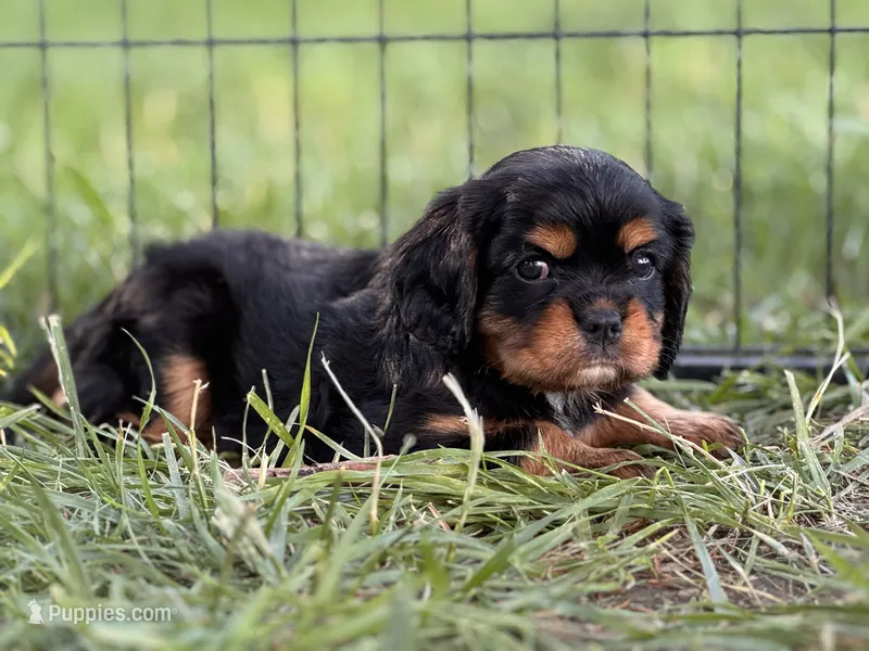 Poppy – Cavalier King Charles Spaniel puppy for sale in Chillicothe, MO