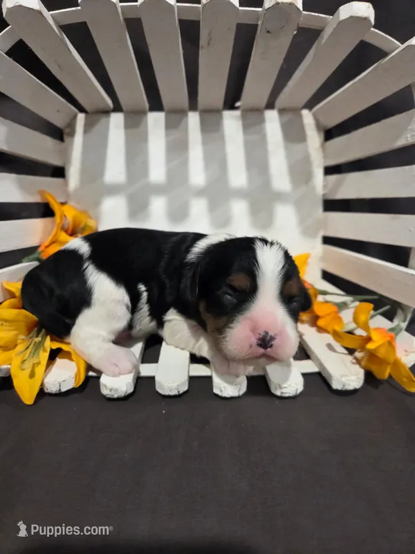 Petunia, a female Cavalier King Charles Spaniel for sale in Chillicothe, MO – Photo 1 of 2