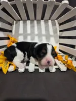 Petunia, a female Cavalier King Charles Spaniel for sale in Chillicothe, MO – Photo 1 of 2