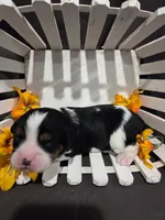 Petunia, a female Cavalier King Charles Spaniel for sale in Chillicothe, MO – Photo 2 of 2