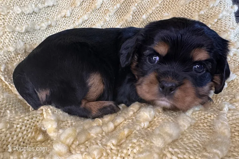 Poppy – Cavalier King Charles Spaniel puppy for sale in Chillicothe, MO