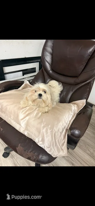 Marley  – Maltese, Shih Tzu puppy for sale in Roswell, GA