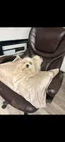 Marley , a male Maltese and Shih Tzu for sale in Roswell, GA – 1 of 1