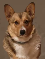 AKC Triple Clear Sable female, a female Pembroke Welsh Corgi for sale in Dexter, NM – Photo 3 of 3