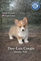AKC Triple Clear Sable female, a female Pembroke Welsh Corgi for sale in Dexter, NM – Photo 1 of 3