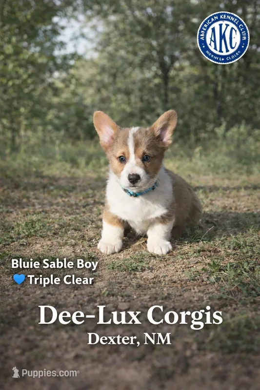 AKC Bluie Sable male Triple clear