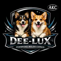 AKC Triple Clear Sable female, a female Pembroke Welsh Corgi for sale in Dexter, NM – Photo 2 of 3