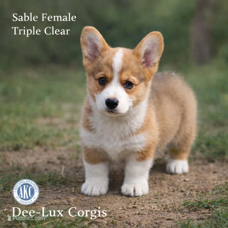 AKC Triple Clear Sable female