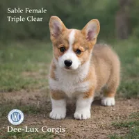 AKC Triple Clear Sable female, a female Pembroke Welsh Corgi for sale in Dexter, NM – Photo 1 of 3