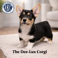 AKC Black Tri Female, a female Pembroke Welsh Corgi for sale in Dexter, NM – Photo 1 of 2