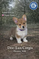 AKC Triple Clear Sable female, a female Pembroke Welsh Corgi for sale in Dexter, NM – Photo 1 of 3