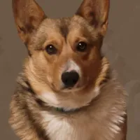 AKC Sable Boy, a male Pembroke Welsh Corgi for sale in Dexter, NM – Photo 2 of 2