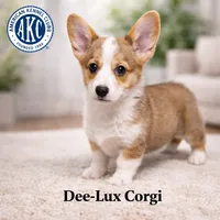 AKC Sable Boy, a male Pembroke Welsh Corgi for sale in Dexter, NM – Photo 1 of 2