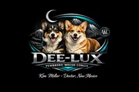 AKC Triple Clear Sable Male, a male Pembroke Welsh Corgi for sale in Dexter, NM – Photo 2 of 3