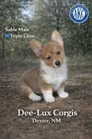 AKC Triple Clear Sable Male, a male Pembroke Welsh Corgi for sale in Dexter, NM – Photo 1 of 3