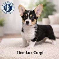 AKC Black Tri Boy, a male Pembroke Welsh Corgi for sale in Dexter, NM – Photo 1 of 2