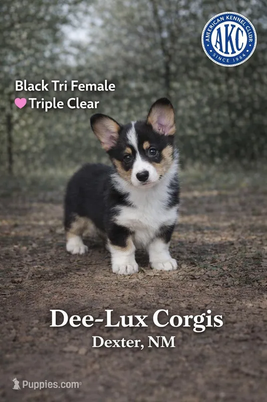 AKC Triple Clear Black Tri female