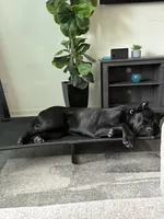 Bash, a male Cane Corso for sale in Charlotte, NC – 4 of 5