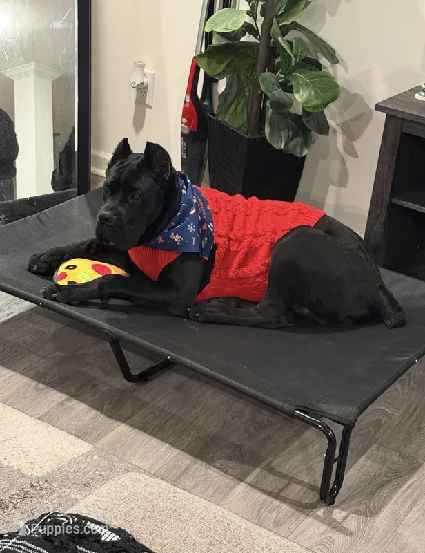 Bash – Cane Corso puppy for sale in Charlotte, NC