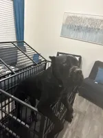 Bash, a male Cane Corso for sale in Charlotte, NC – 3 of 5